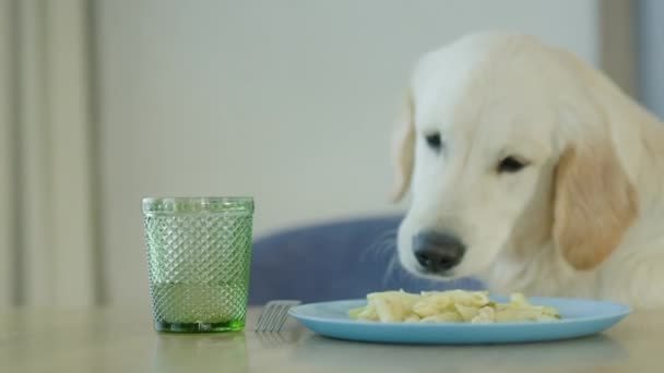 迷惑な犬は飼い主の皿からパスタを盗む ペットのトレーニングに関する問題 — ストック動画
