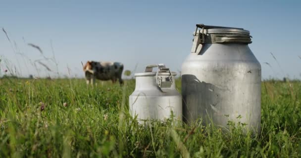 Milchkanister Stehen Auf Der Weide Hintergrund Grast Eine Kuh Auf — Stockvideo