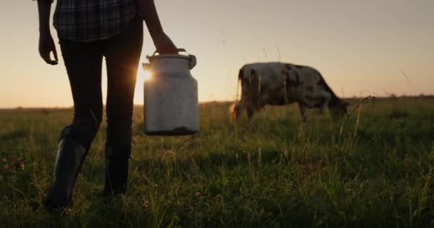 Μια Αγρότισσα Περπατάει Έναν Κουβά Στην Αγελάδα Της Ηλιοβασίλεμα Πίσω — Αρχείο Βίντεο
