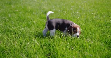 Evin arka bahçesinde çimenlerde yürüyen sevimli bir av köpeği yavrusu..