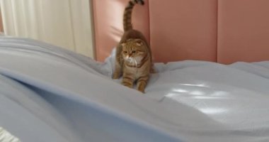 Sevimli bir kızıl kedi yatağı yapmaya yardım eder ve çarşafın üstüne mutlu bir şekilde atlar. Evcil hayvanlarla komik video.