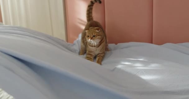 Cute Ginger Cat Helps Make Bed Happily Jumps Sheet Funny — Stock Video
