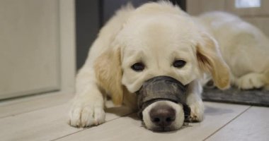 Ağızlık takmış çok üzgün bir köpek. Yürüyüş sırasında çöp yedi, şimdi ise bir ağızlık ile yürümek zorunda ve çok üzgün..