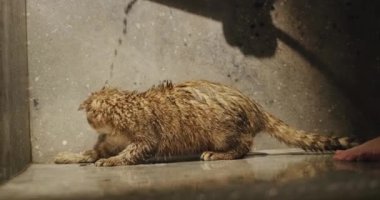 Sahibi duşta kediyle oynuyor - kedi patileriyle su püskürtülerini yakalamaya çalışıyor..