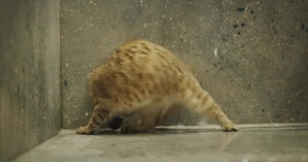 Забавный Мокрый Кот Пытается Поймать Струи Воды Душе — стоковое видео