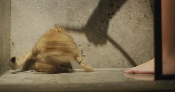 Der Besitzer Spielt Mit Seiner Katze Unter Der Dusche Die — Stockvideo
