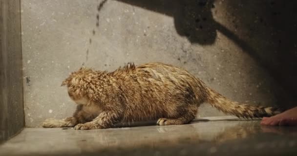主人在淋浴时和猫玩耍 猫正试图用爪子抓住水柱 — 图库视频影像