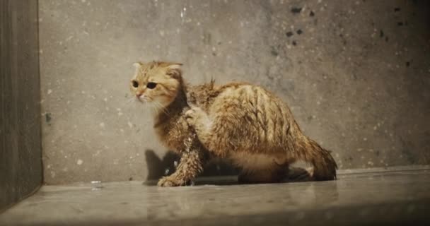 Červená Kočka Sprše Tlapa Myje Mokrou Srst Voda Milující Kočka — Stock video