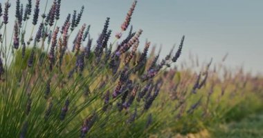 Row of lavender bushes at sunset. Slider shot