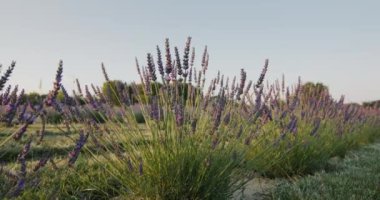 Row of lavender bushes at sunset. Slider shot