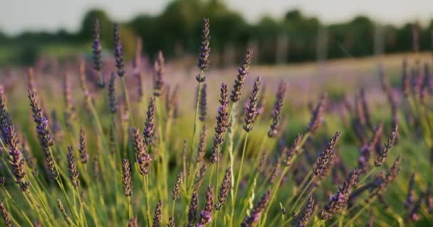 Row Lavender Bushes Sunset Slider Shot — Stok video