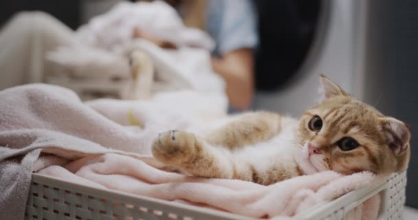 一只生姜猫在洗衣篮中的画像 在背景中 一个女人整理衣服 准备洗一洗 — 图库视频影像