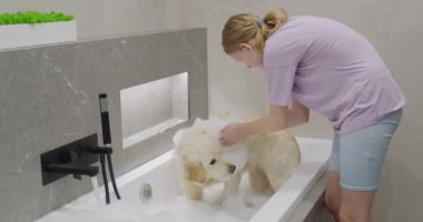 Golden retriever köpük banyosunda yıkanır. En sevdiğin evcil hayvanınla eğlen. 4K video