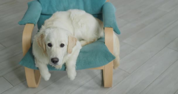 Golden Retriever Sandalyede Dinleniyor — Stok video