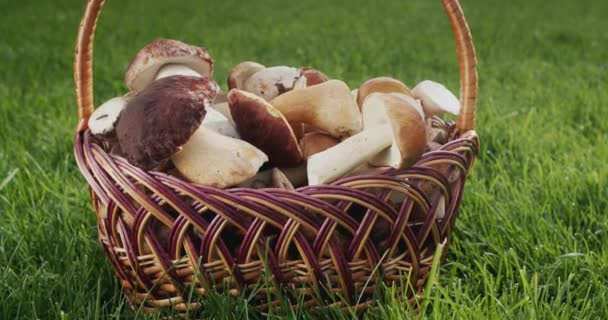 Basket Appetizing Mushrooms Stands Green Grass — Stock Video