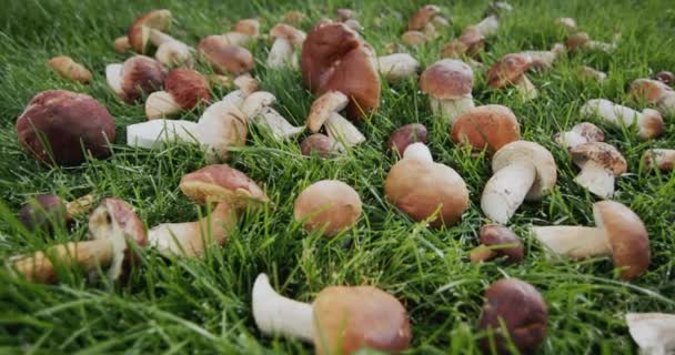 Lot Forest Mushrooms Lie Green Grass Ingredient Many Gourmet Dishes — Stock Video