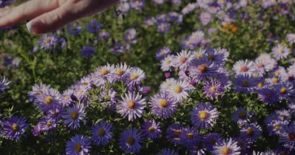 Kobieca Ręka Dotyka Delikatnego Kwiatka Koncepcja Świeżości Naturalności — Wideo stockowe
