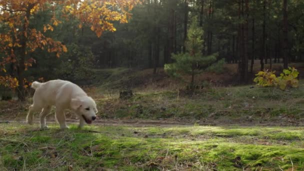 Χαριτωμένο Golden Retriever Κουτάβι Περπάτημα Στο Δάσος Του Φθινοπώρου Πριν — Αρχείο Βίντεο