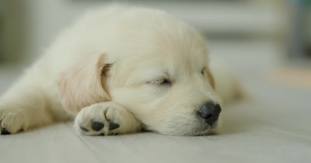 Potret Anak Anjing Golden Retriever Yang Lucu Tidur Dengan Kepala — Stok Video