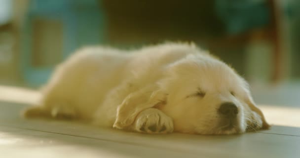 可爱的金毛猎犬在屋里地板上打盹 — 图库视频影像