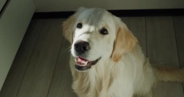 Ödül beklerken, Golden Retriever mutfak zemininde oturur ve sahibine umutla bakar..