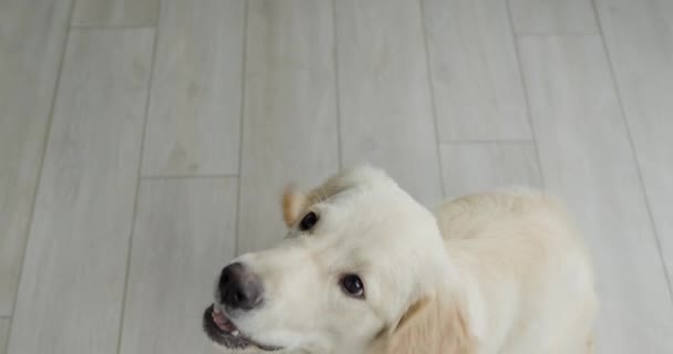 Endearing Golden Retriever Adeptly Captures Treats While Motion — Stock Video
