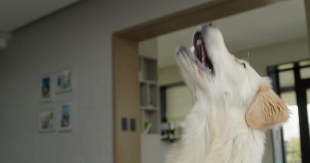 Γλυκό Σκυλί Ένα Golden Retriever Πιάνει Επιδέξια Λιχουδιές Στη Μύγα — Αρχείο Βίντεο