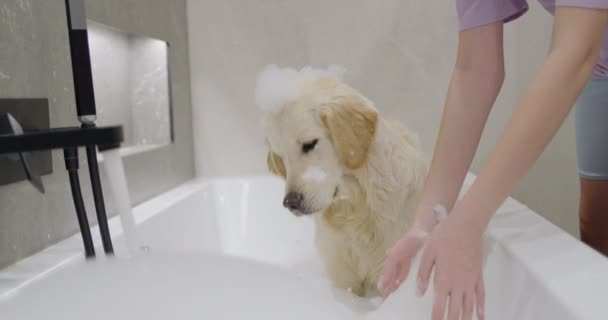 Golden Retriever Banhado Banho Bolhas Diversão Com Seu Animal Estimação — Vídeo de Stock