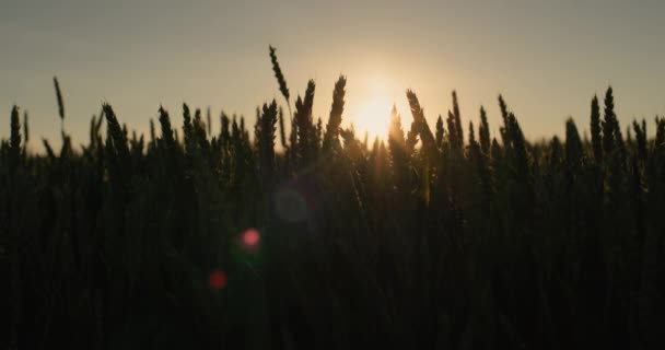 Batan Güneşin Işınlarında Olgunlaşan Buğday Kulakları Video — Stok video