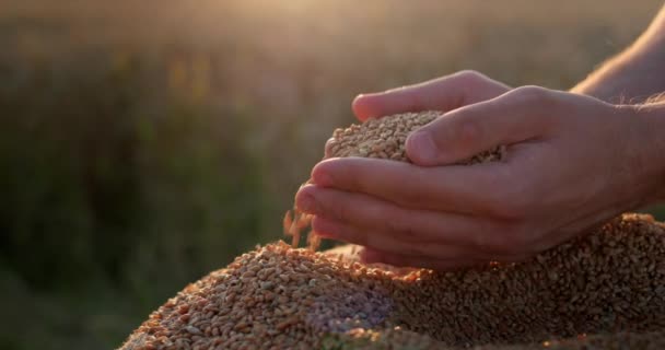 農民は太陽の下で穀物を手にする オーガニック農業コンセプト — ストック動画