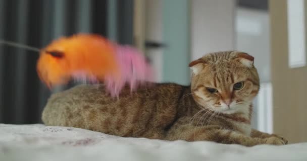 Tembel Kedi Sahibi Ile Oynamak Istemiyor — Stok video