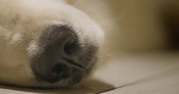床に横たわる犬の鼻のクローズアップ — ストック動画