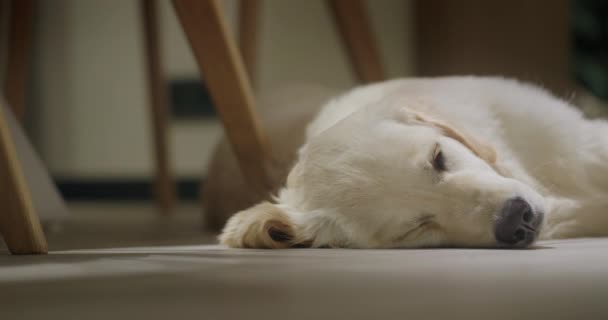 床に横たわるかわいいゴールデンレトリーバーの肖像 — ストック動画
