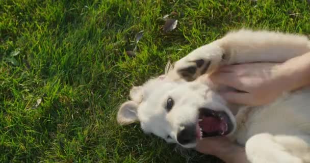 所有者は 草の上に横たわり マンションの手を噛むために混乱する不気味なゴールデンレトリーバーの子犬と遊びます — ストック動画