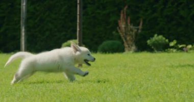 Yaramaz bir Golden Retriever köpeği sahibinin bacaklarının peşinden koşar. Evin arka bahçesindeki çimenlikte birlikte eğleniyoruz..