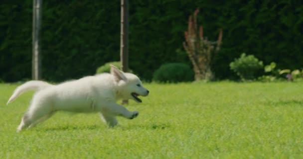 장난스러운 추적기 강아지는 소유자 실행됩니다 뒤뜰에 잔디에 재미를 가지고 — 비디오