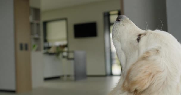 一个甜美的金毛猎犬善于在飞行途中偷吃甜食 — 图库视频影像