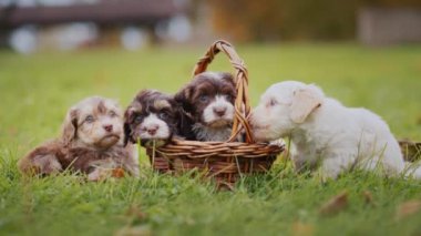 Bucket with cute beautiful puppies on the lawn on an autumn day.