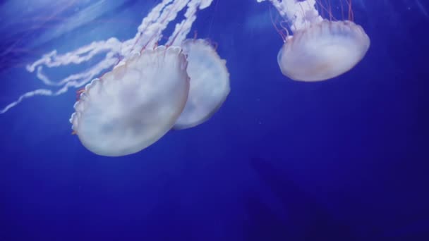 Piękna Meduza Błękitnej Wodzie Niesamowite Zwierzęta — Wideo stockowe