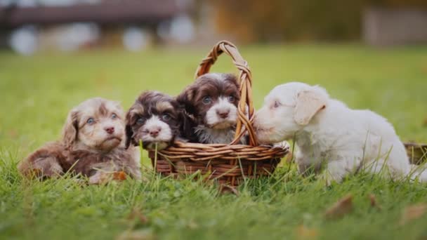 Bucket Cute Beautiful Puppies Lawn Autumn Day — Stockvideo