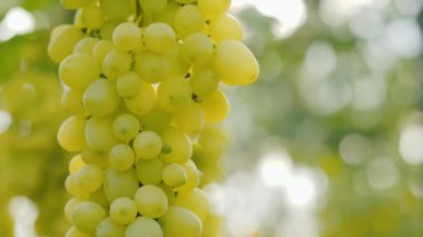 Güneşin altında olgunlaşmış bir demet üzüm.