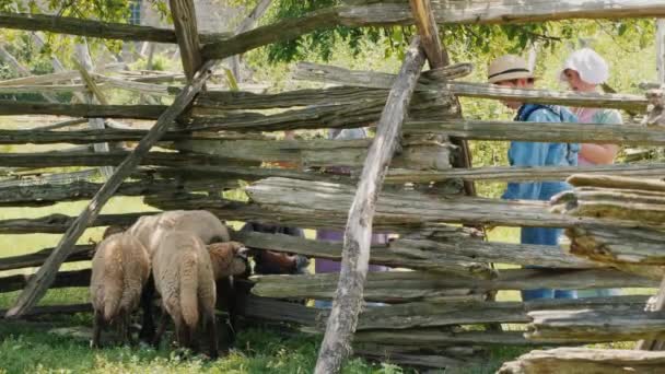 Dzieci Starych Kostiumach Czasów Dzikiego Zachodu Patrzą Owce Płotem Rekonstrukcja — Wideo stockowe
