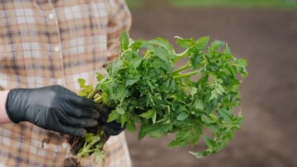 Agricultor Sostiene Brazo Plántulas Tomates Encuentra Campo — Vídeos de Stock