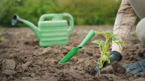 Fermier Plantant Des Semis Tomate Sur Terrain — Video