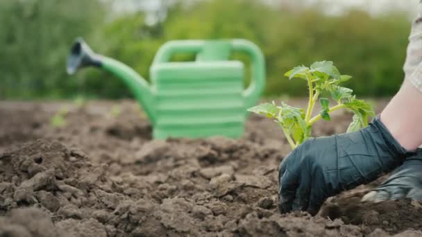 Χέρια Ενός Αγρότη Γάντια Φυτεύουν Ντομάτες Στο Πλαίσιο Του Πότισμα — Αρχείο Βίντεο