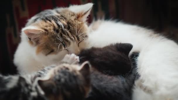 Kedi Yavrularını Yalıyor — Stok video
