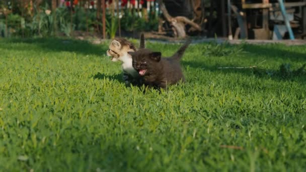两只迷路的小猫在找它们的妈妈 在草地上尖叫和奔跑 — 图库视频影像