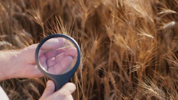 Bir Tarım Uzmanı Buğdayın Büyüteçle Sivri Uçlarını Inceliyor — Stok video