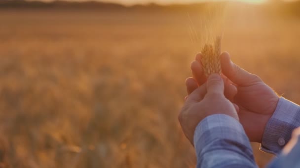 Çiftçi Elleri Buğday Kulakları Üzerinde Çalışıyorlar Ürün Kalite Denetimi — Stok video