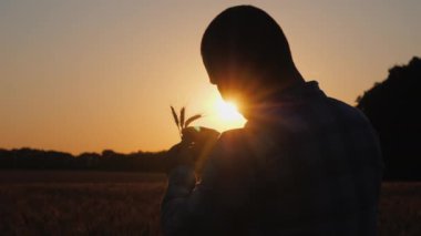Gün batımında buğday başakları üzerinde çalışan bir çiftçinin silueti.
